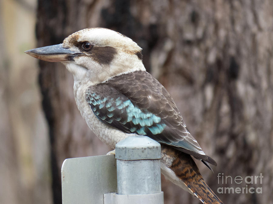 Kookaburra on post Photograph by Christy Garavetto