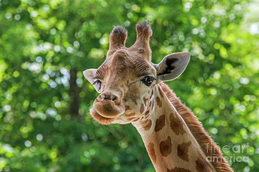 Kordofan Giraffe Photograph by Arterra Picture Library