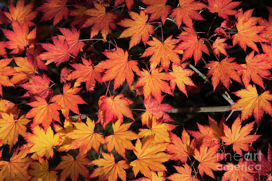 Korean Maple Autumn Leaves Photograph by Tim Gainey