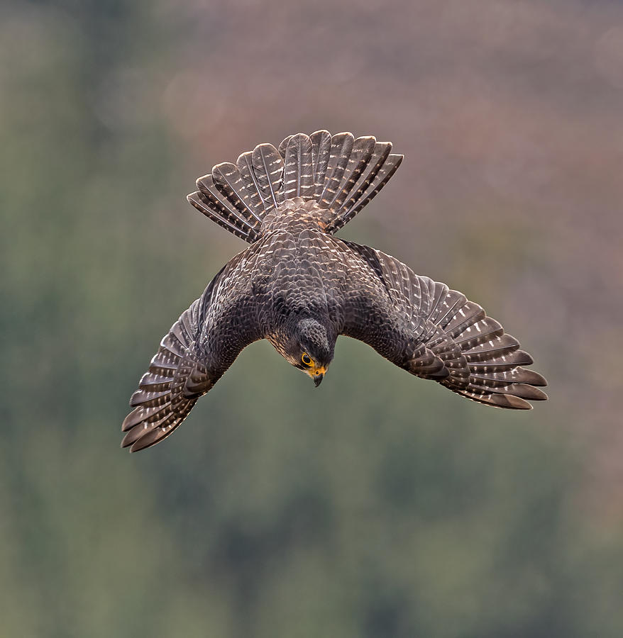 Falcon Photograph - K?rearea 91 by Kurien Yohannan