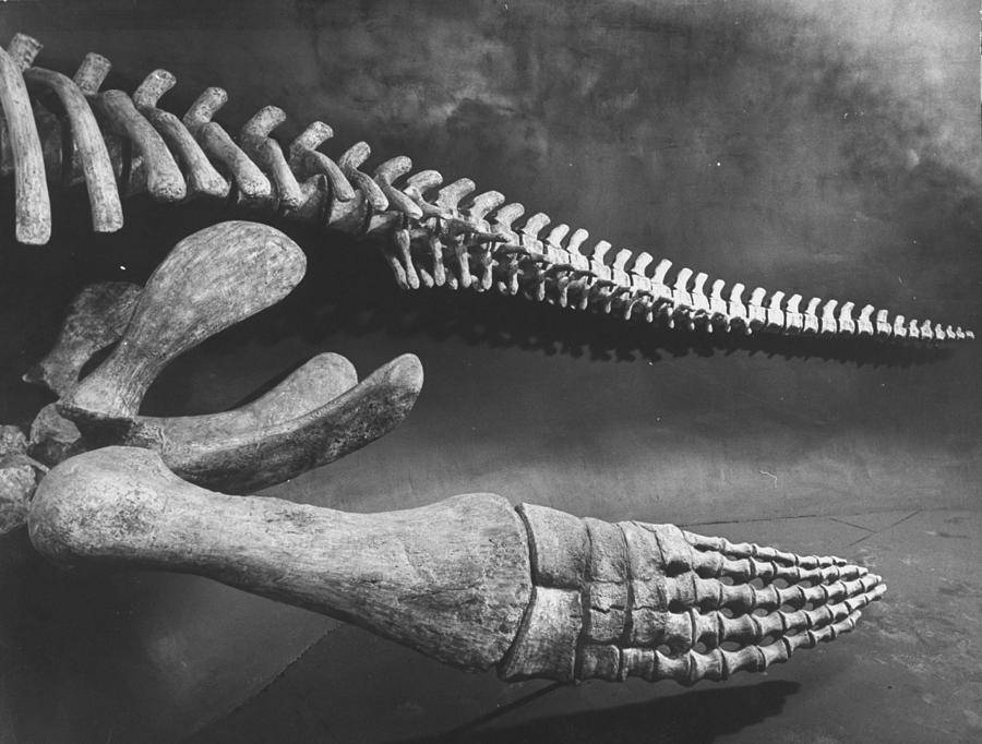 Reptile Photograph - Kronosaurus by Walter Sanders