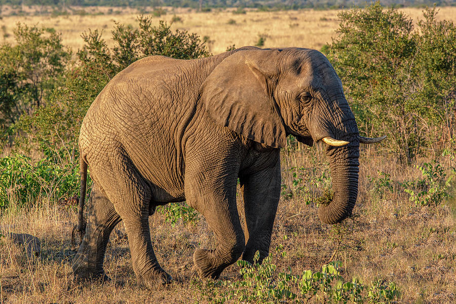 Kruger Elephant Photograph by Douglas Wielfaert