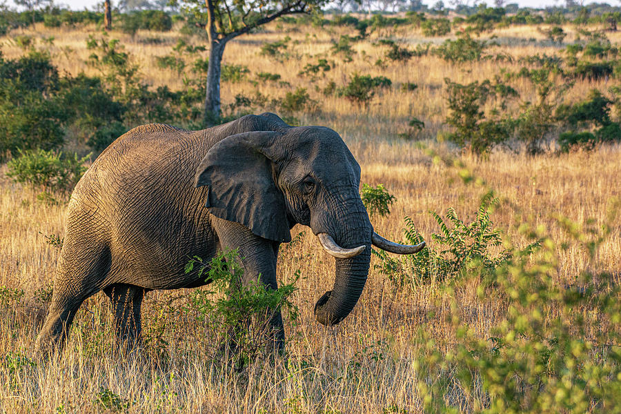 Kruger Elephant in Morning Light Photograph by Douglas Wielfaert