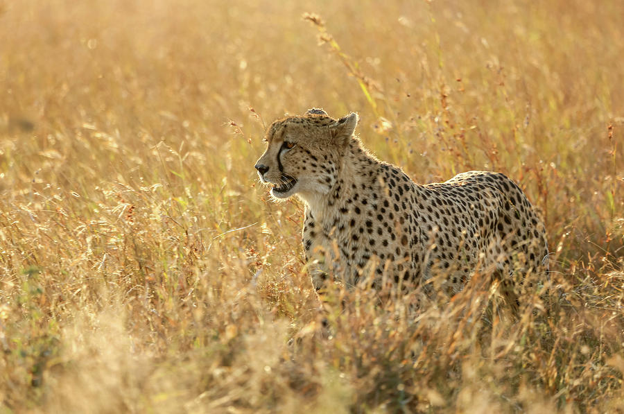 Kruger National Park. Lower Sabie Photograph by Uig - Fine Art America