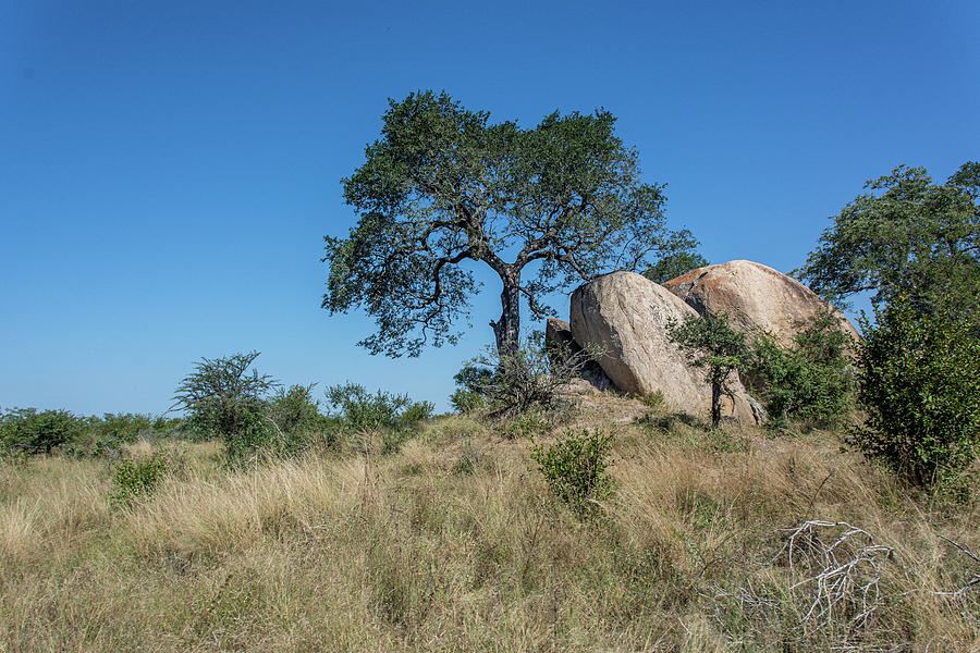 Kruger Scenery Photograph by Douglas Wielfaert