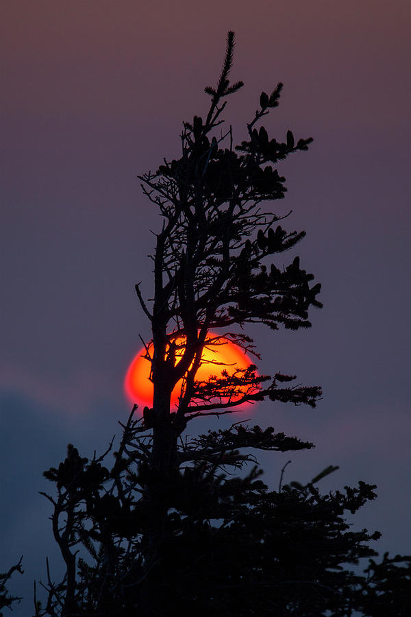 Krummholz Sunrise Photograph by White Mountain Images
