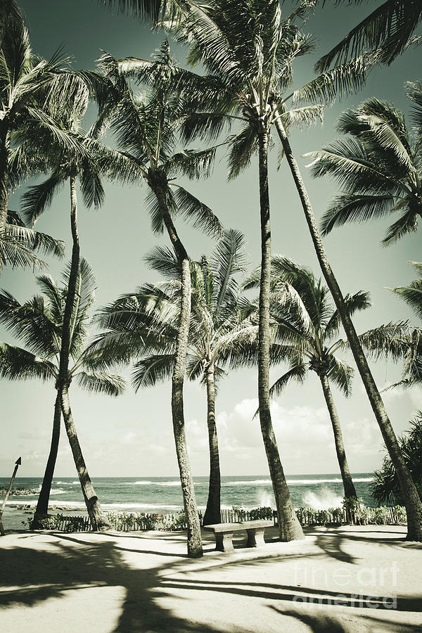 Kuau Beach Palms Photograph by Sharon Mau