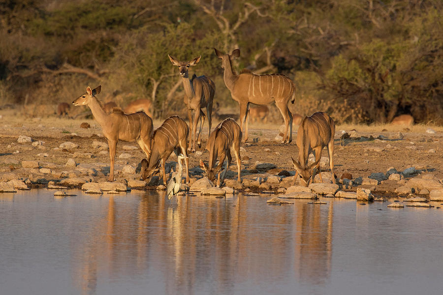 Wildlife Photograph - Kudo Small Grouping Evening Light by Darrell Gulin