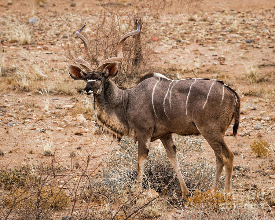 Kudu in the Kalahari desert, Namibia Photograph by Lyl Dil Creations