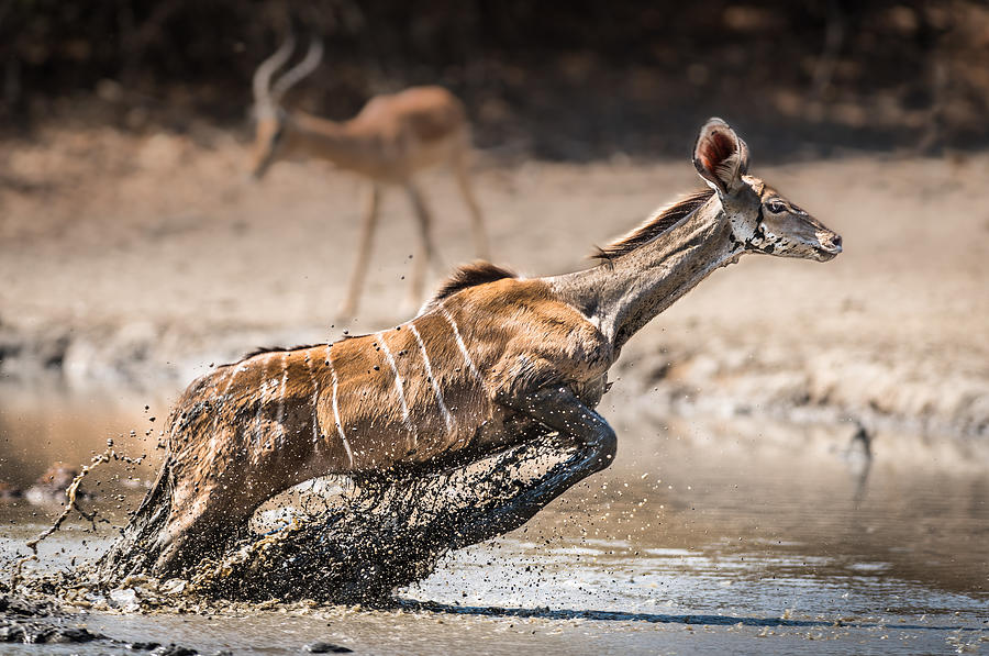 Wildlife Photograph - Kudu Jump by Thomas Andersson