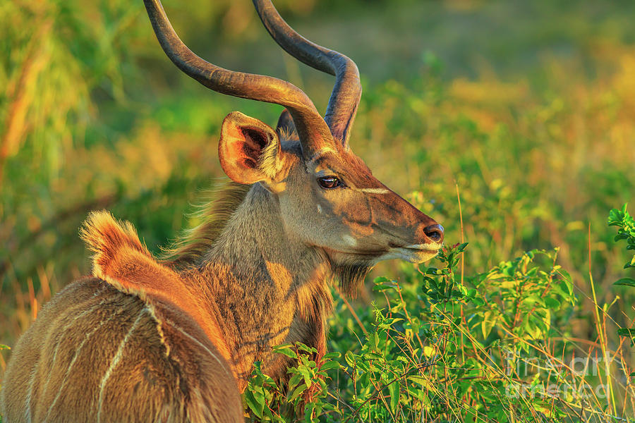 Kudu Male Portrait Photograph by Benny Marty