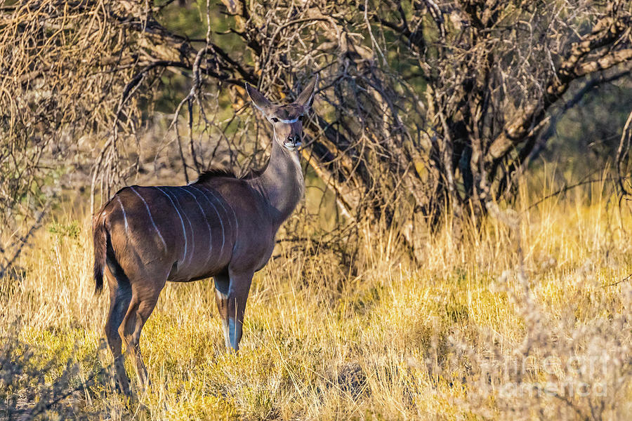 Kudu, Namibia Photograph by Lyl Dil Creations