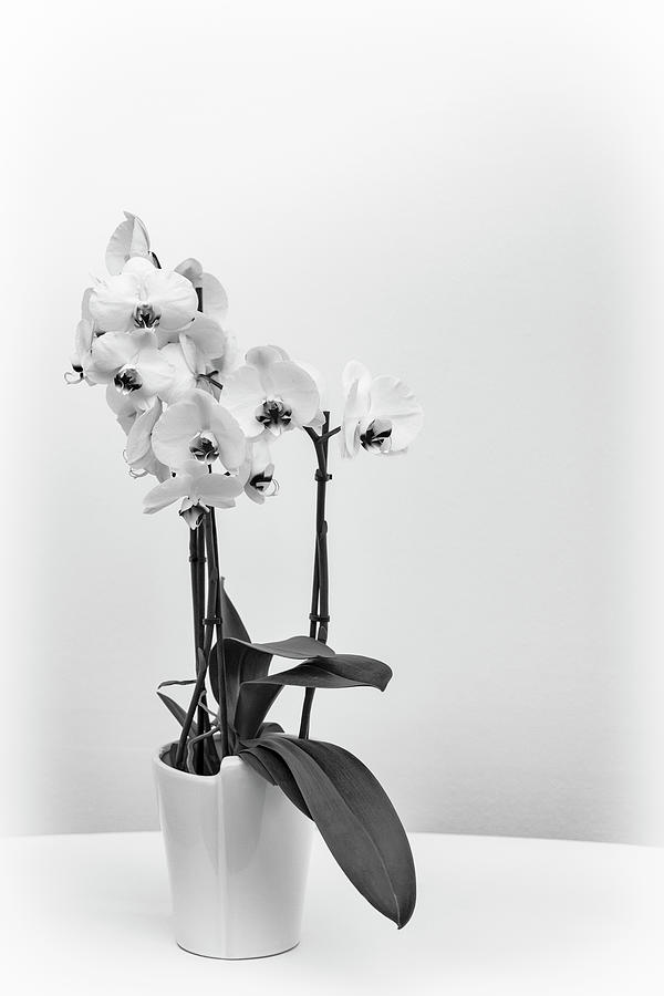 Kuekenhof Orchid Photograph