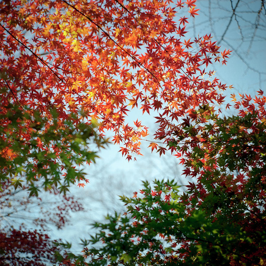 Kuhonbutsu In Autumn Photograph by Haribote.nobody