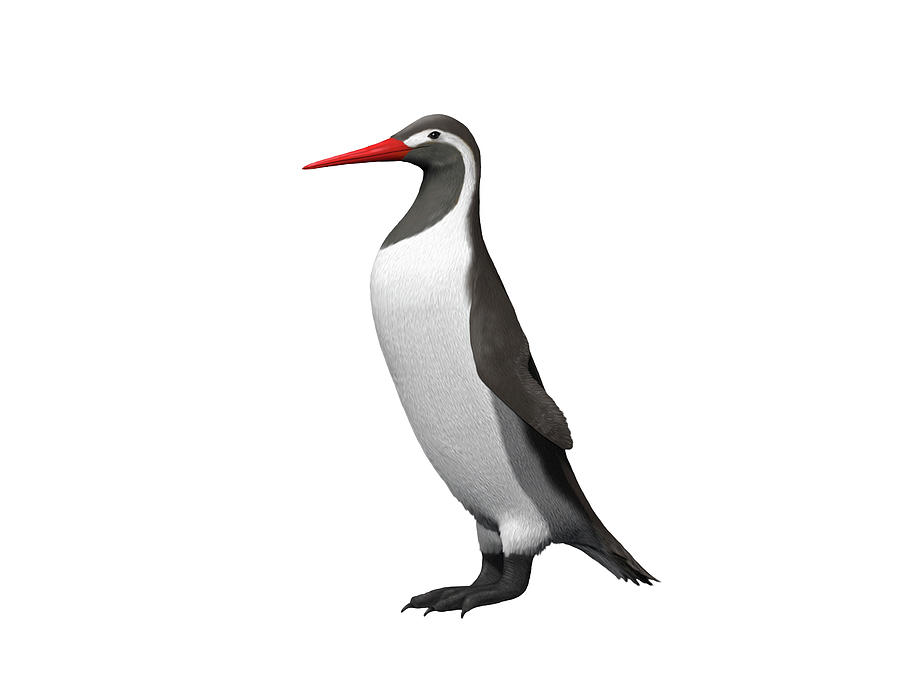 Kumimanu Biceae, A Giant Penguin Photograph by Nobumichi Tamura - Pixels