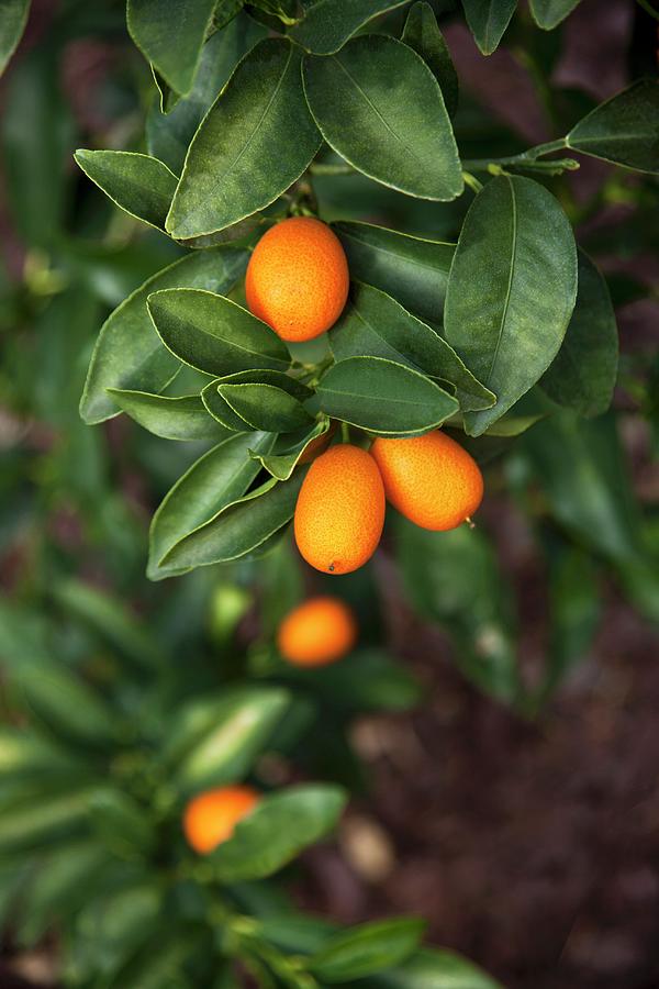 Kumquats On A Tree, Close-up Photograph by William Boch