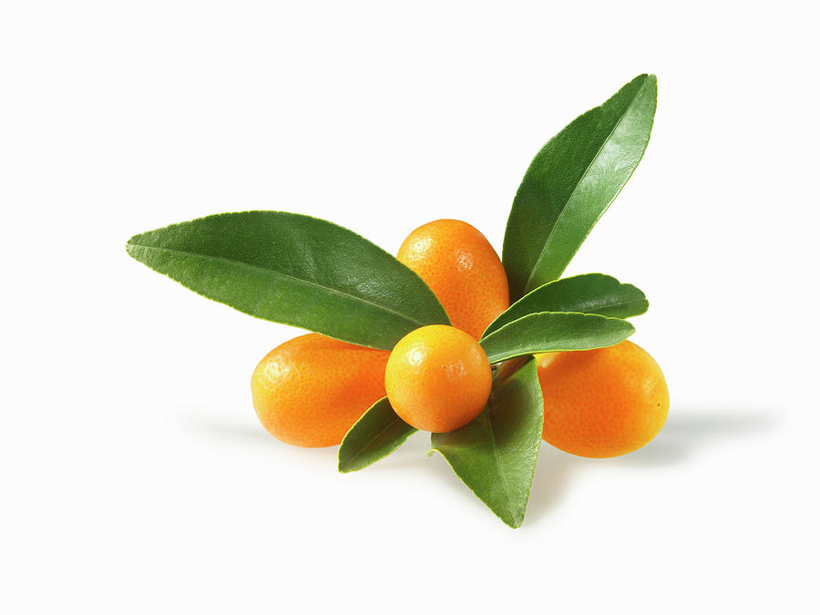 Kumquats With Leaves Photograph by Fruitbank