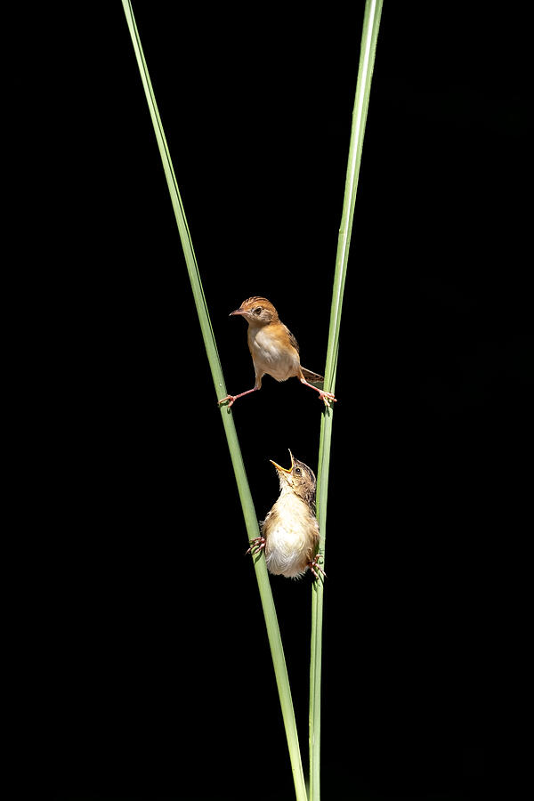 Kung Fu Bird Photograph by Sally Widjaja
