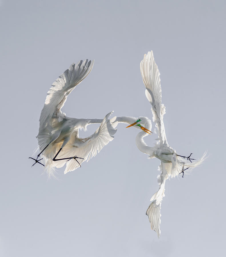 Egret Photograph - Kung Fu Egrets by Sheila Xu