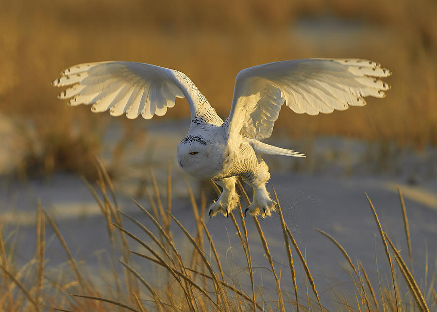 Kung Fu Snowy Owl Photograph by Johnny Chen