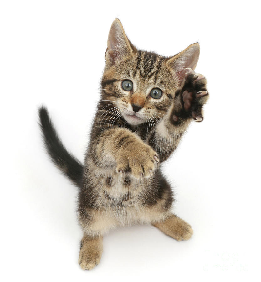 Kung fu Tabby Kitten Photograph by Warren Photographic
