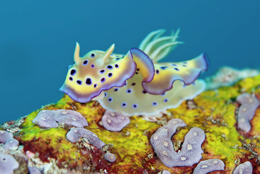 Kunies Chromodoris Nudibranch Photograph by Jones/shimlock-secret Sea ...