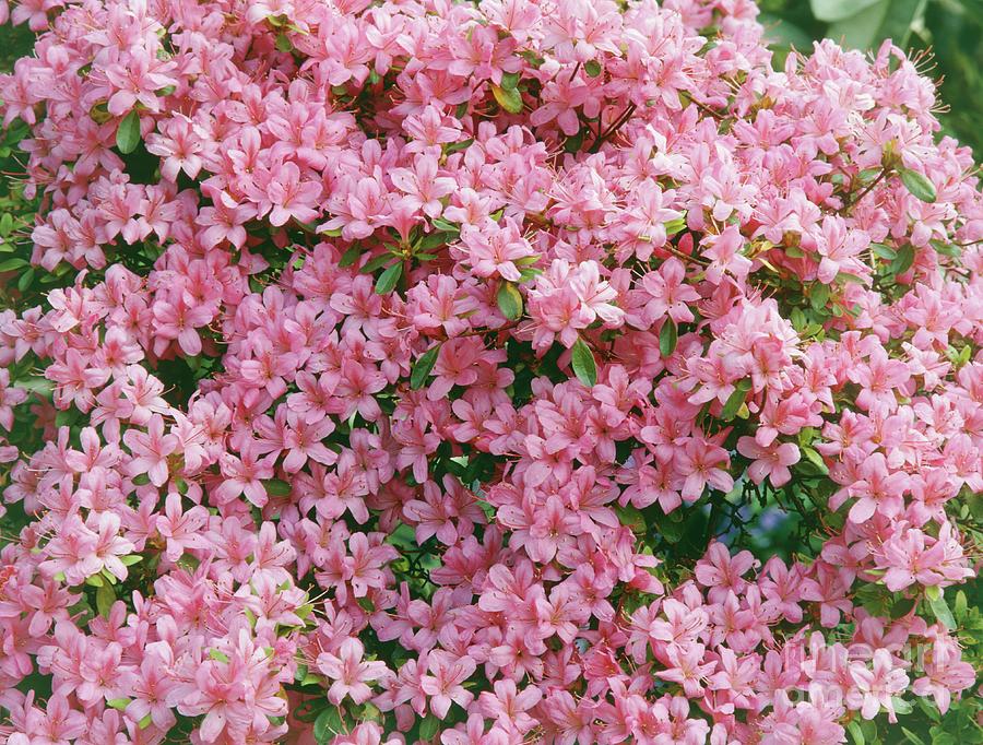 Kurume Azalea (rhododendron X Obtusm) Photograph by Vaughan Fleming/science Photo Library