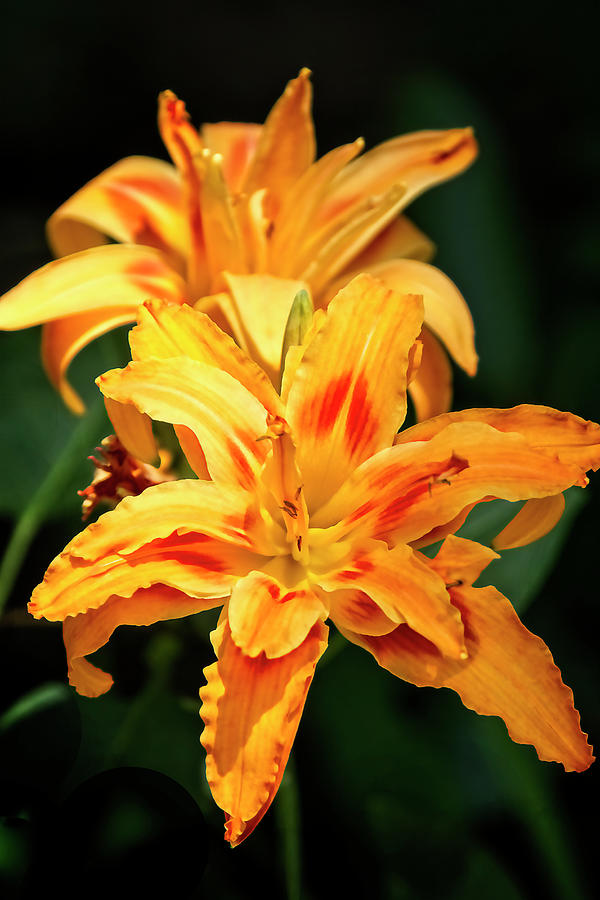 Kwanso Double Daylily Photograph by Marcia Colelli - Pixels