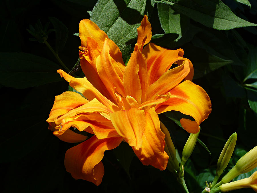 Kwanso Double Orange Heirloom Daylily Photograph by Mike McBrayer