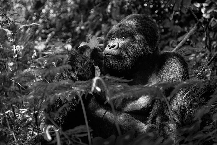 Gorilla Photograph - Kwitonda Silverback 2 by Karen Lunney