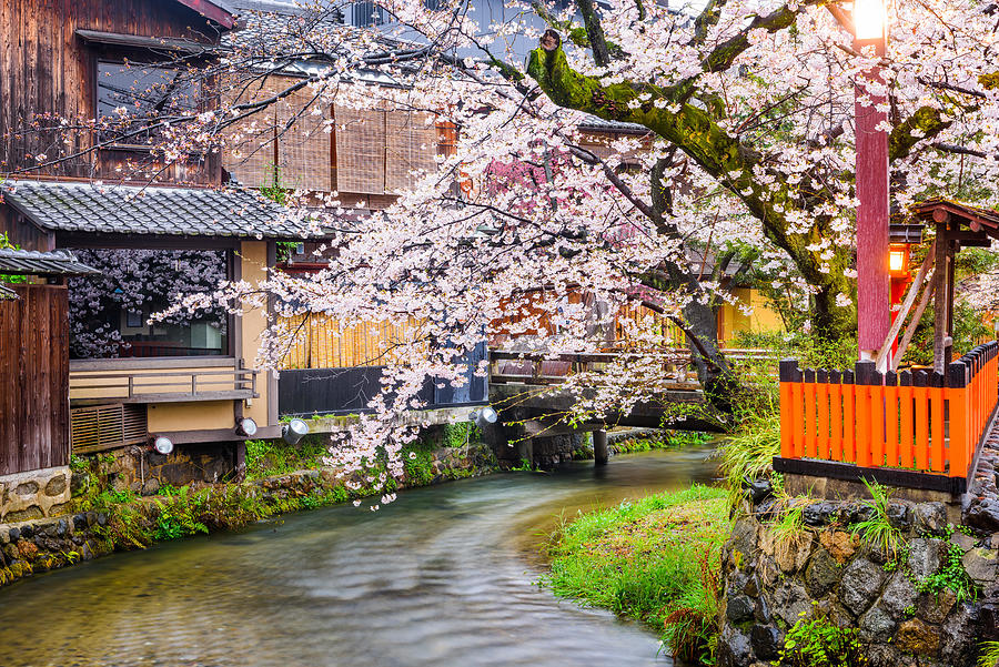 Tree Photograph - Kyoto, Japan Along Shirakawa Dori by Sean Pavone