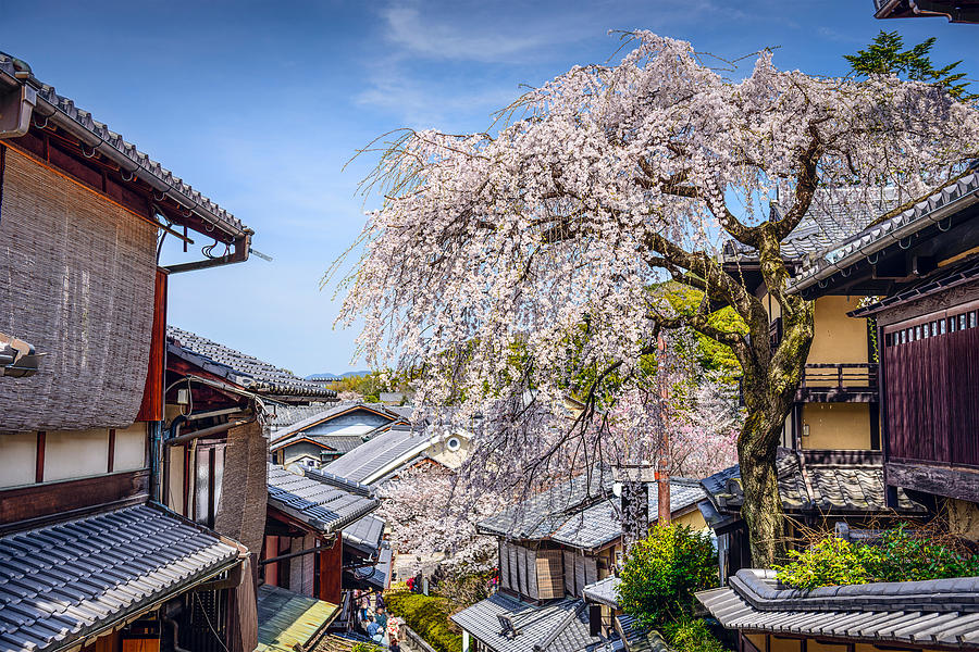Tree Photograph - Kyoto, Japan At The Higashiyama by Sean Pavone