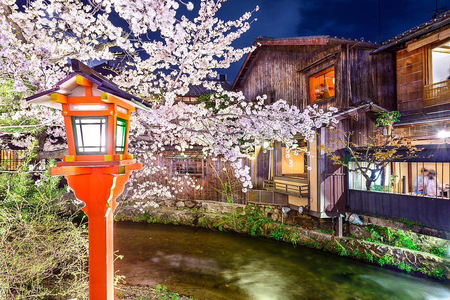 Tree Photograph - Kyoto, Japan At The Shirakawa River by Sean Pavone
