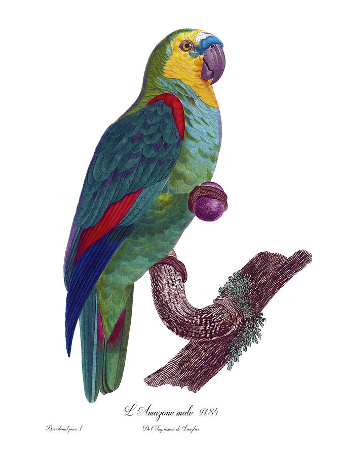 L Amazone Male, Parrot, Antique Bird Print, Jacques Barraband Drawing