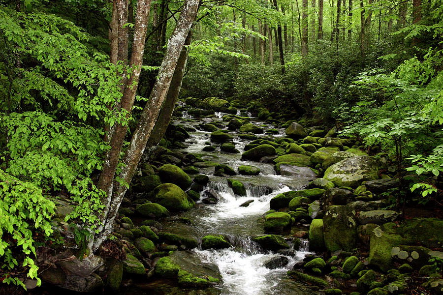 L14 Forest Stream Photograph by Judy Syring - Pixels