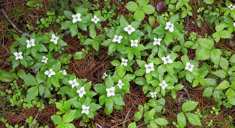 L29 Bunchberry Photograph by Judy Syring - Fine Art America