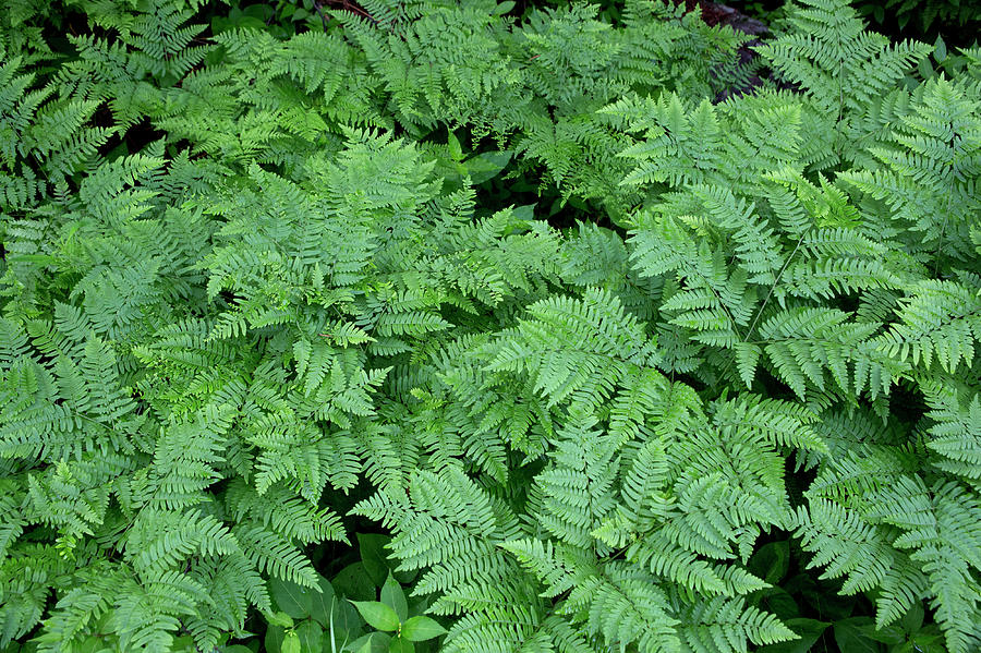 L31 Woodland Ferns Photograph by Judy Syring - Fine Art America