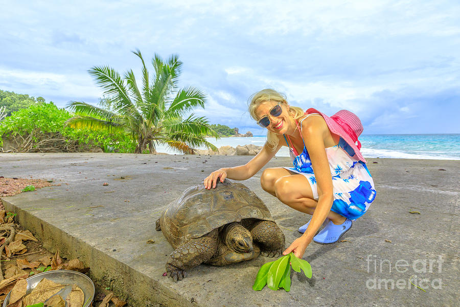 La Digue Giant Tortoise Photograph by Benny Marty
