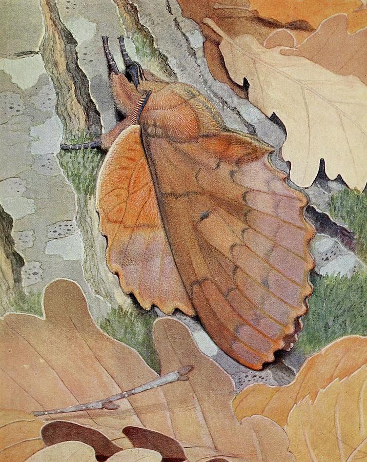 Butterfly Painting - La Feuille-morte Du Chene by Paul-andre Robert