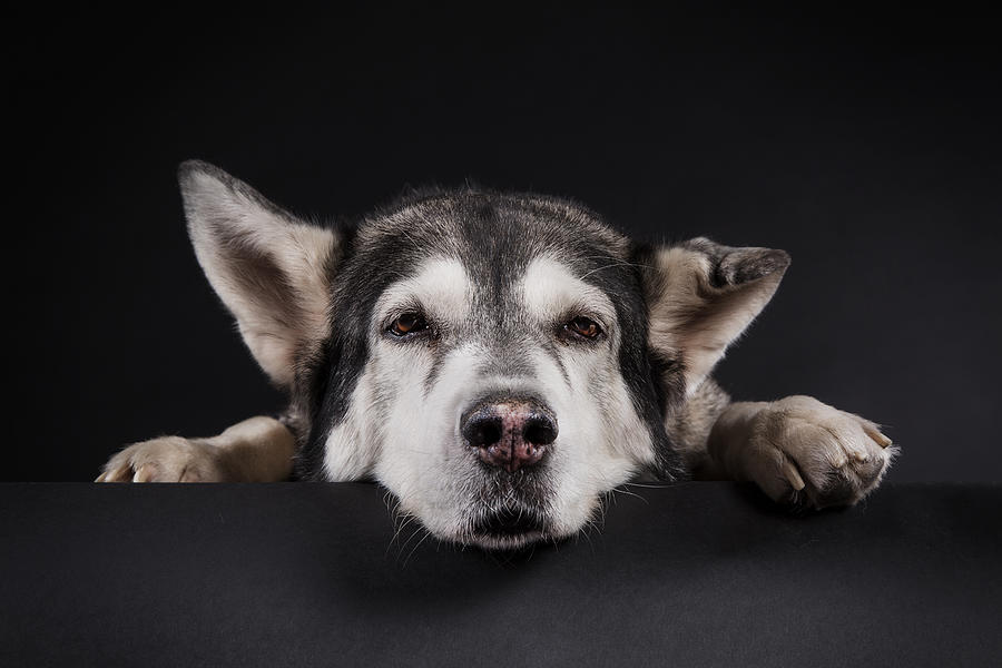 Dog Photograph - La Grande Dame by Michael Allmaier