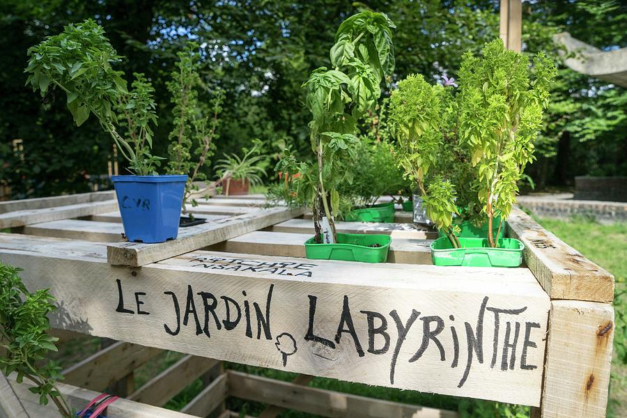 La Jardin, Labyrinth In France Digital Art by Giovanni Simeone