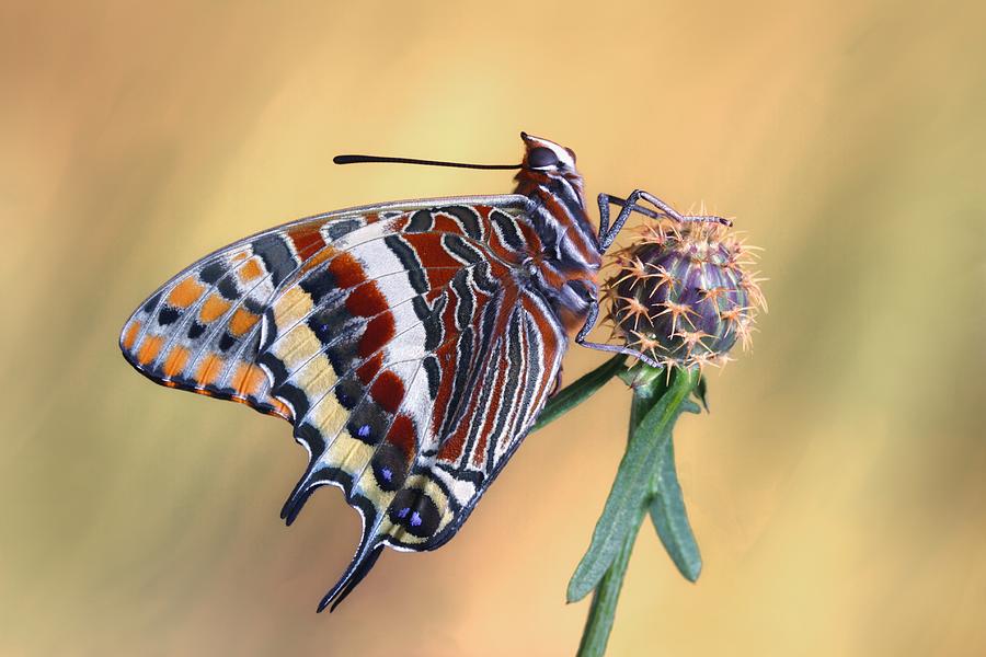 Butterfly Photograph - La Mariposa Del Madroo by Jimmy Hoffman