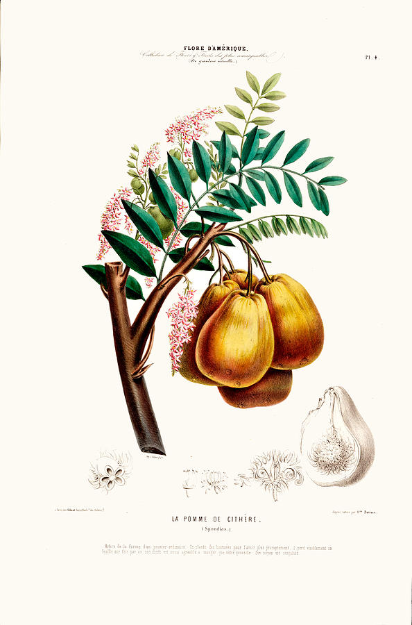 La Pomme De Cithere Vintage Botanical Art Flore D Amerique by Vintage Botanical Gallery La Pomme De Cithere Vintage Botanical Art Flore D Amerique by Vintage Botanical Gallery