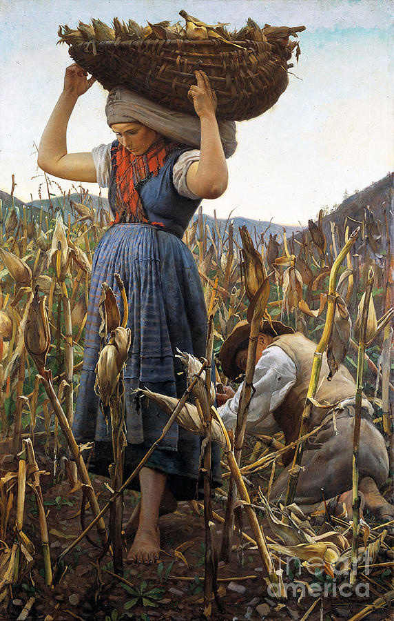 La Raccolta Del Granoturco The Maize Drawing by Heritage Images