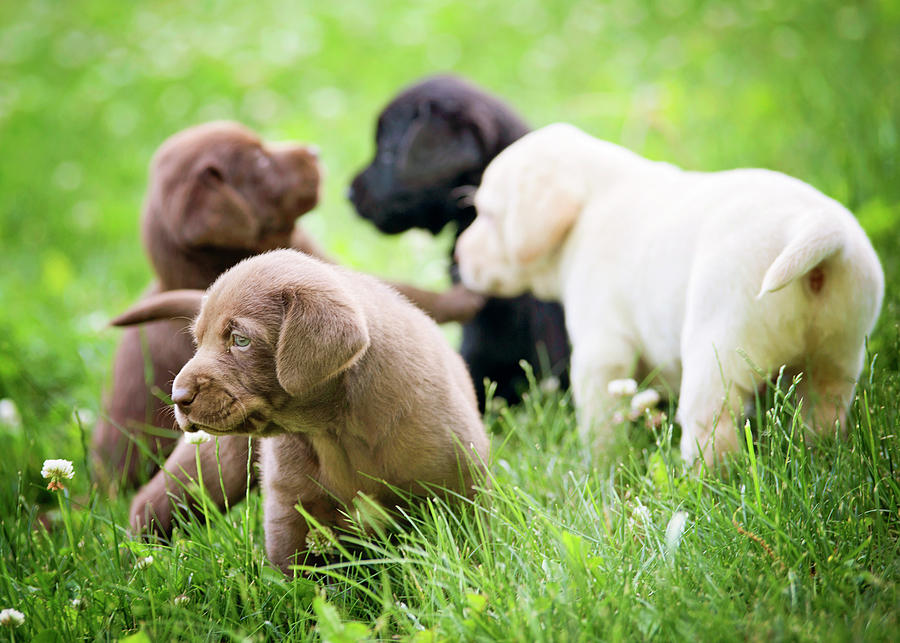 Lab Puppies Playing In Grass Photograph by Cavan Images - Pixels