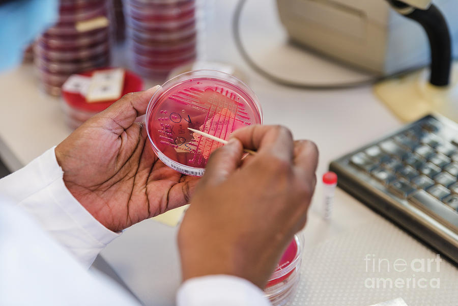 Lab Technician Selecting Bacterial Colonies by Daniela Beckmann ...