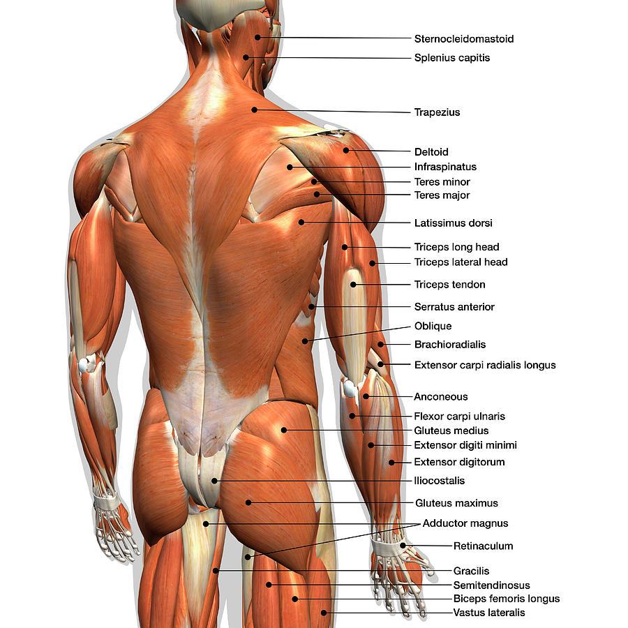Anatomy Chart