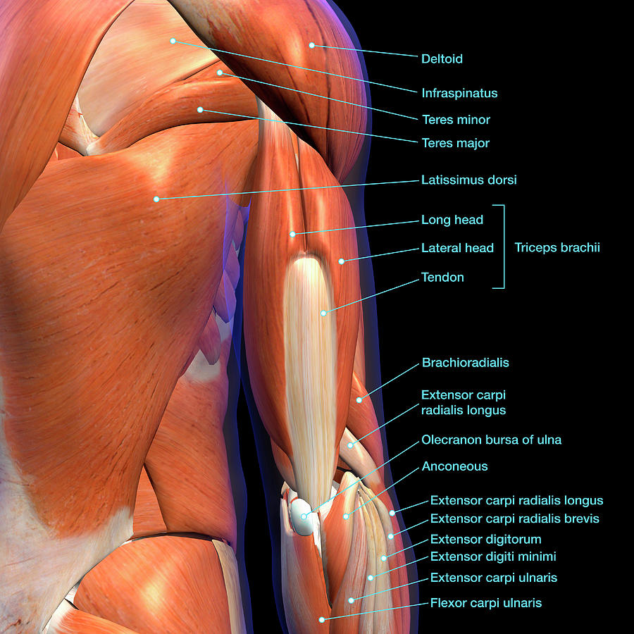 Labeled Anatomy Chart Of Male Triceps Photograph By Hank Grebe Fine