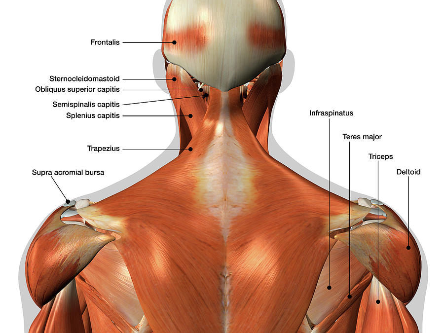Labeled Anatomy Chart Of Neck And Back Photograph by Hank ...