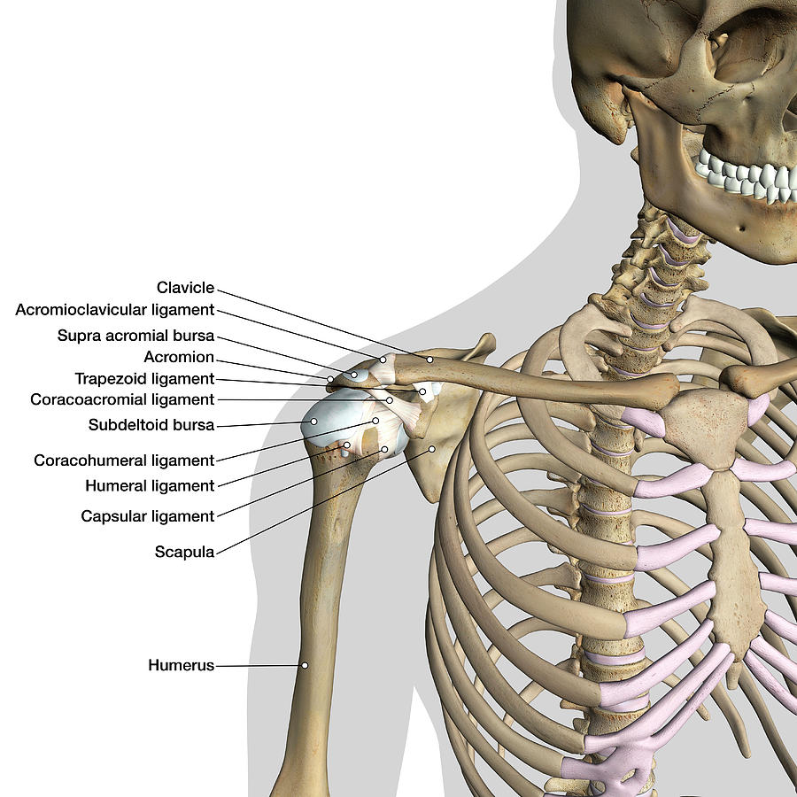 Diagram Of Bones In Neck And Shoulder Labeled Anatomy Chart Of Neck ...